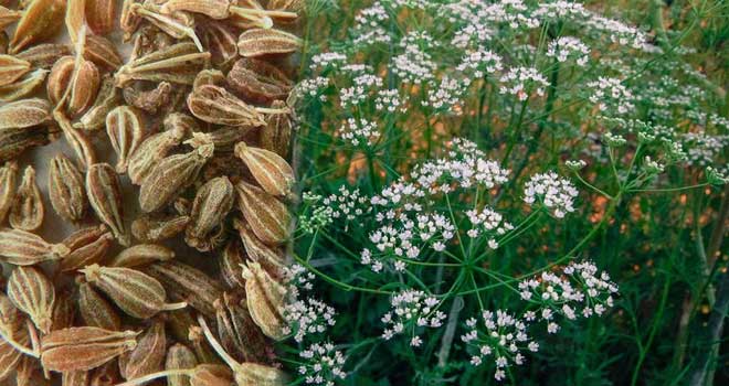 Anise