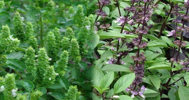 Basil