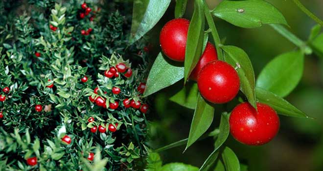Butcher's broom