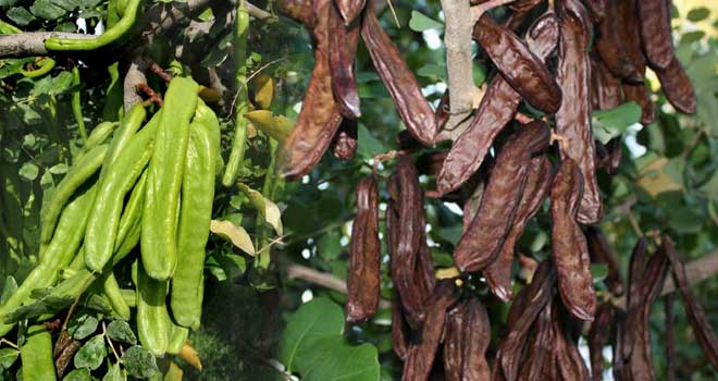 carob