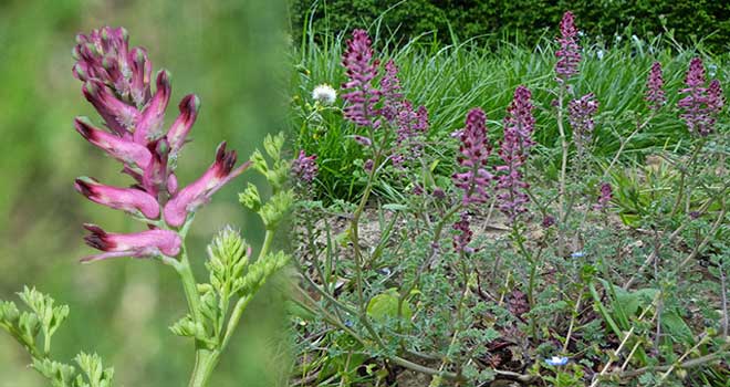 Common fumitory
