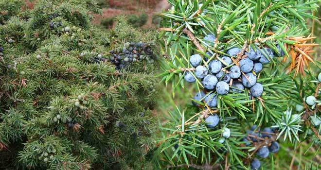 Common juniper