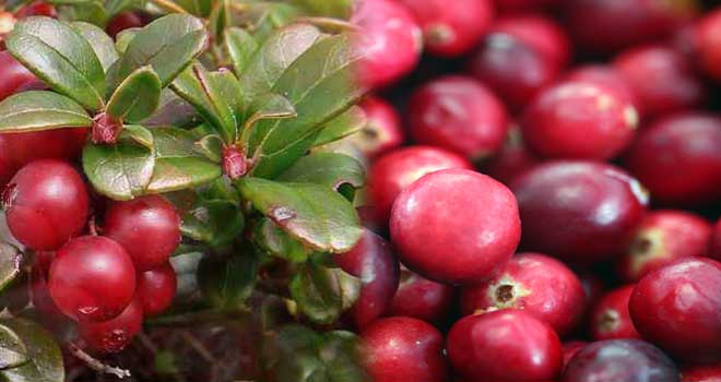 Cranberry