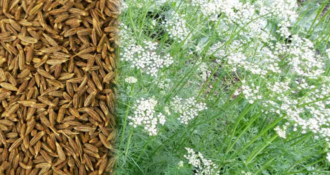 Cumin