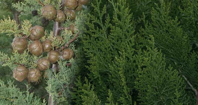 Cypress