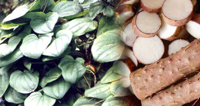 Dioscorea