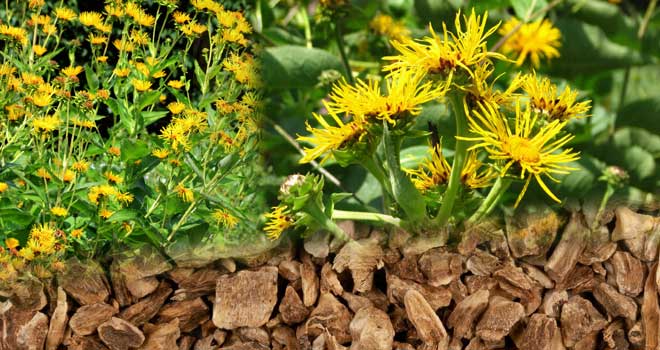 Elecampane