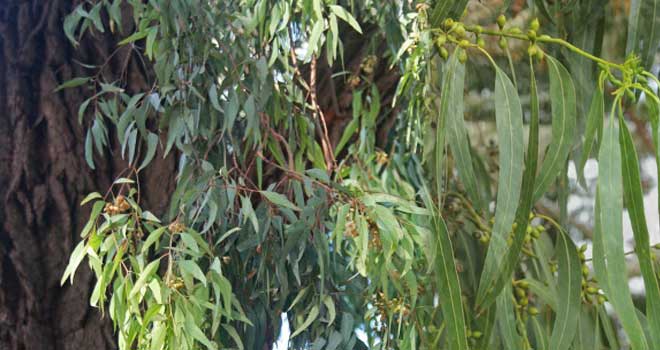 Eucalyptus