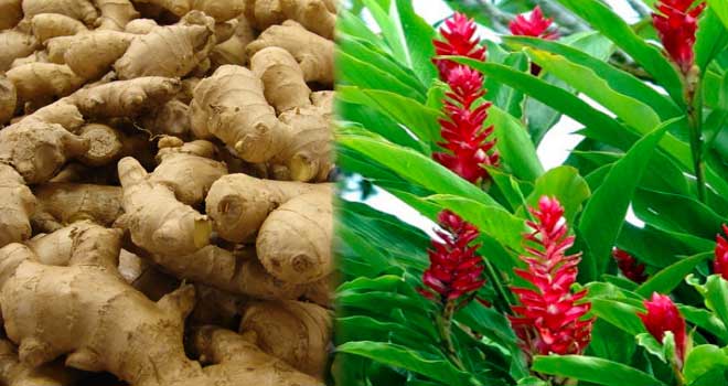Ginger