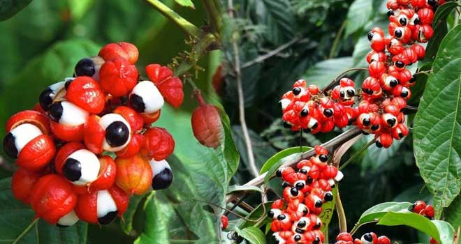 Guarana