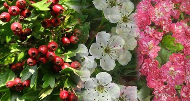Hawthorn