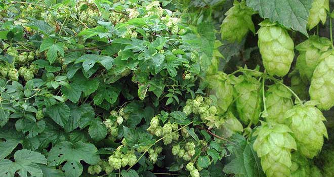 Hops