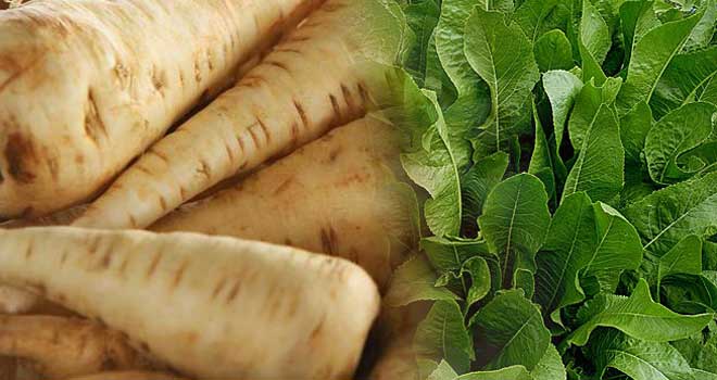 Horseradish