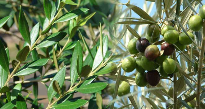 Olive