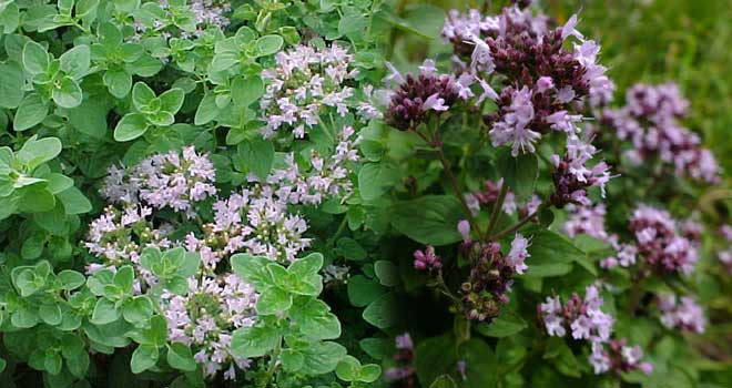Oregano