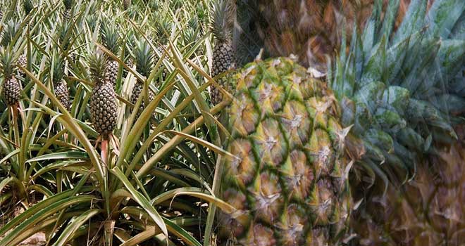 Pineapple