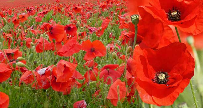 Poppy