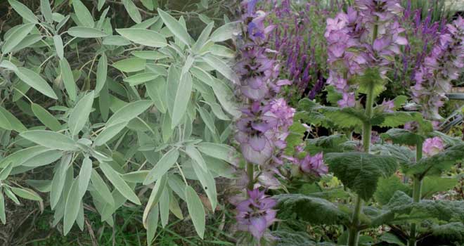 Sage