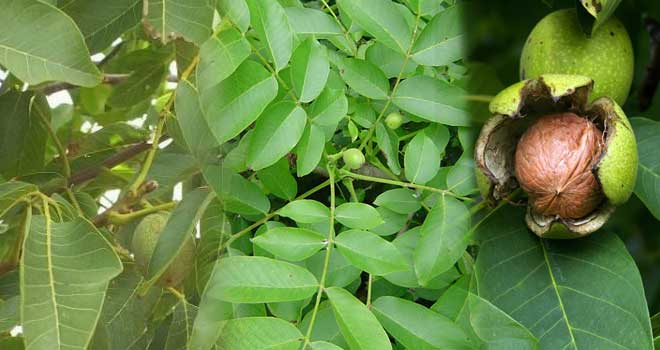 Walnut