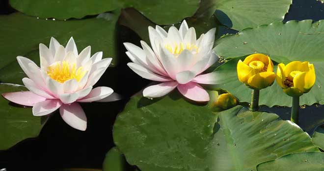 Water lily
