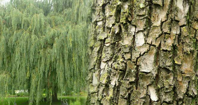Willow