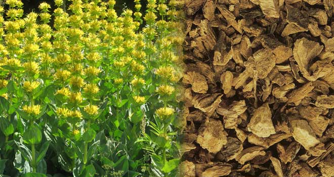 Yellow gentian